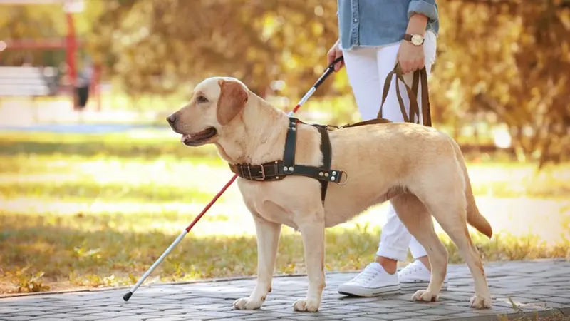 Una cane guida