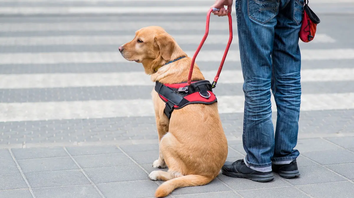 Una cane guida fermo sul ciglio della strada