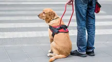Una cane guida fermo sul ciglio della strada