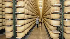 Forme di Grana Padano, la più grande Dop al mondo - © www.giornaledibrescia.it