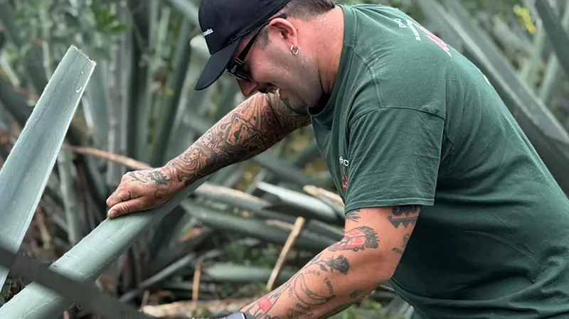 Spinoni alle prese con la raccolta dell'agave in Messico