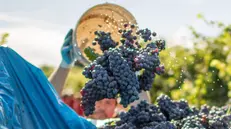Presentata a Milano la ricerca Ipsos - Doxa sul Franciacorta