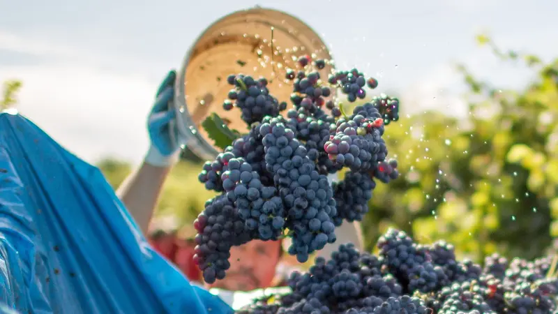 Presentata a Milano la ricerca Ipsos - Doxa sul Franciacorta