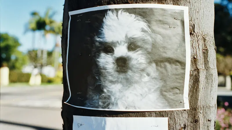 La locandina per un cane smarrito