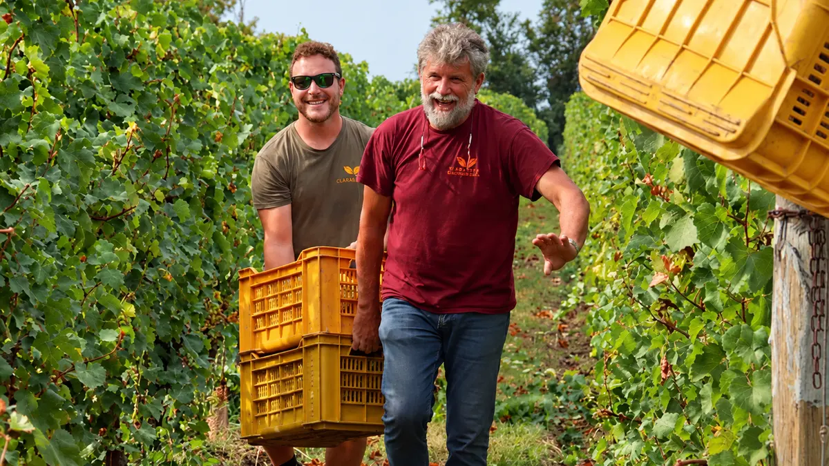 Vendemmia tra i filari di Cascina Clarabella