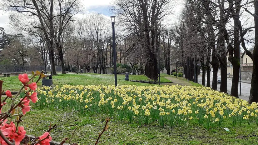 I centomila narcisi di Brescia