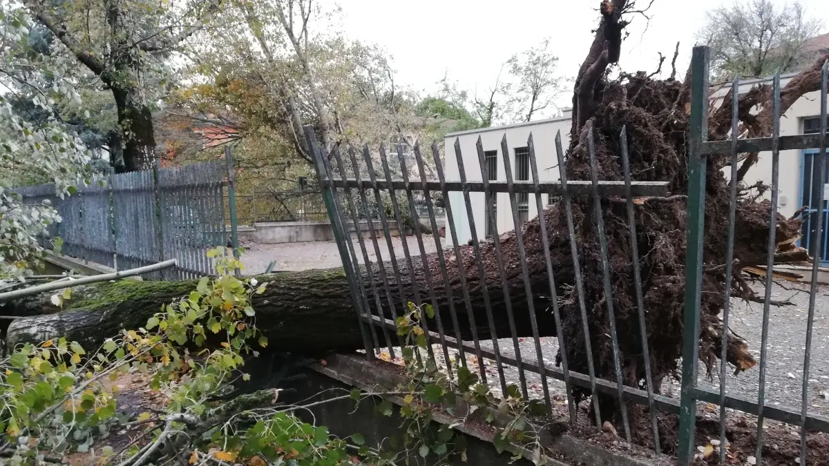 Uno dei tanti alberi della nostra città abbattuti dalla tempesta Vaia - © www.giornaledibrescia.it