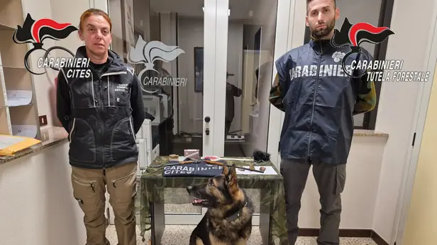 Il materiale sequestrato dai carabinieri della Forestale