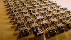 Intelligenza dello sciame