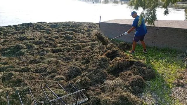 Nel giugno 2027 è previsto un primo sfalcio delle alghe